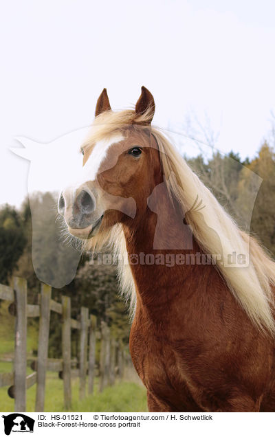 Schwarzwlder-Mix Portrait / Black-Forest-Horse-cross portrait / HS-01521