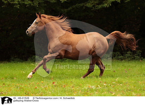 galoppierender Araber-Mix / galloping Araber-Cross / HS-01526