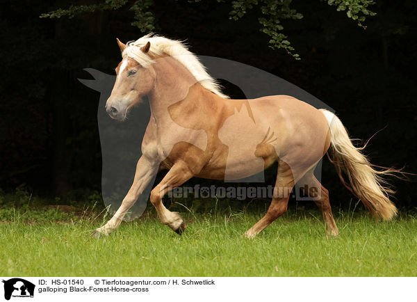 galoppierender Schwarzwlder-Mix / galloping Black-Forest-Horse-cross / HS-01540