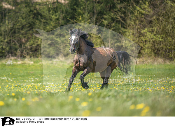 galloping Pony-cross / VJ-03073