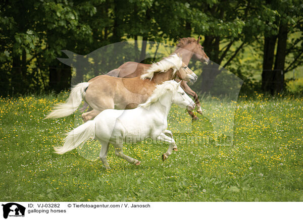 galloping horses / VJ-03282