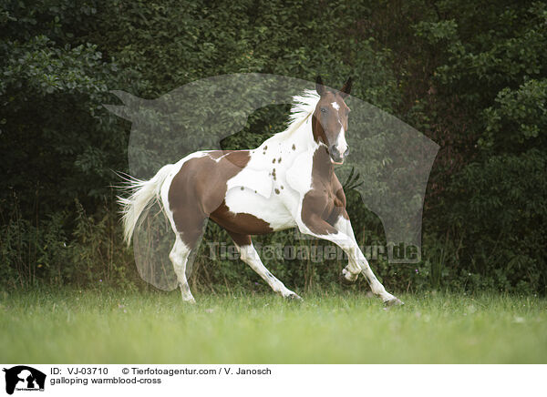 galloping warmblood-cross / VJ-03710