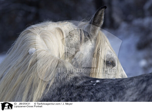 Lipizzaner-Cross Portrait / JM-05431