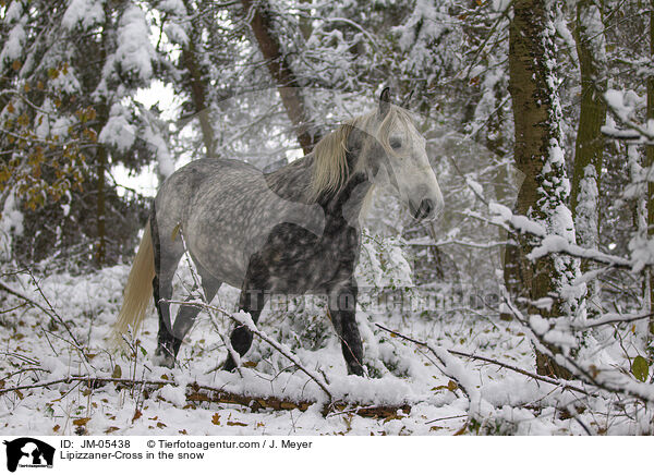 Lipizzaner-Cross in the snow / JM-05438