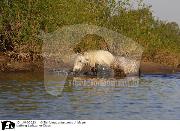 bathing Lipizzaner-Cross / JM-05623