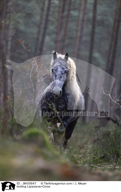 trotting Lipizzaner-Cross / JM-05647