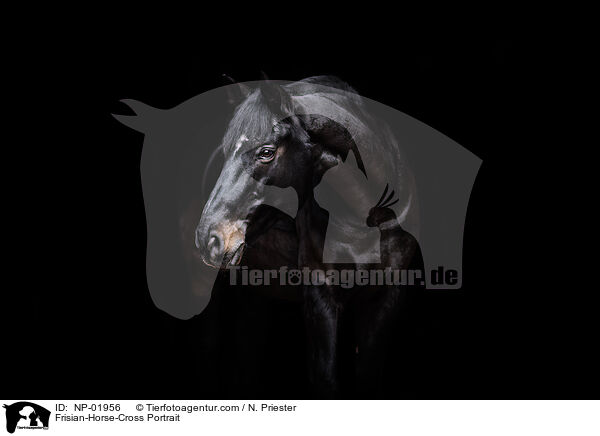 Frisian-Horse-Cross Portrait / NP-01956