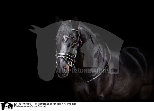 Friese-Mix Portrait / Frisian-Horse-Cross Portrait / NP-01959