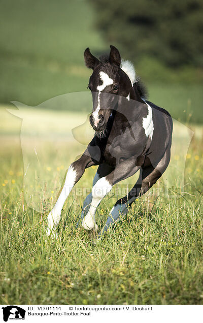 Barockpinto-Traber Fohlen / Baroque-Pinto-Trotter Foal / VD-01114