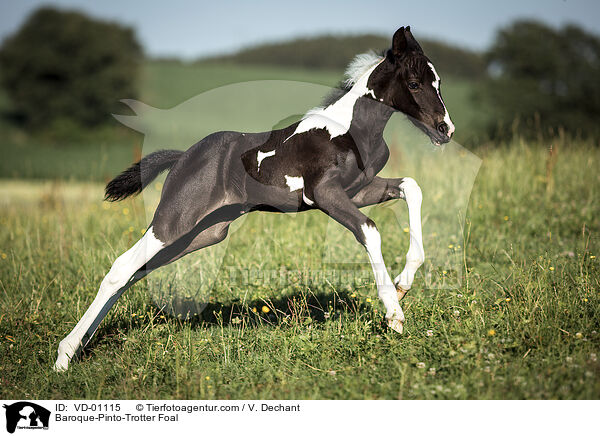 Barockpinto-Traber Fohlen / Baroque-Pinto-Trotter Foal / VD-01115