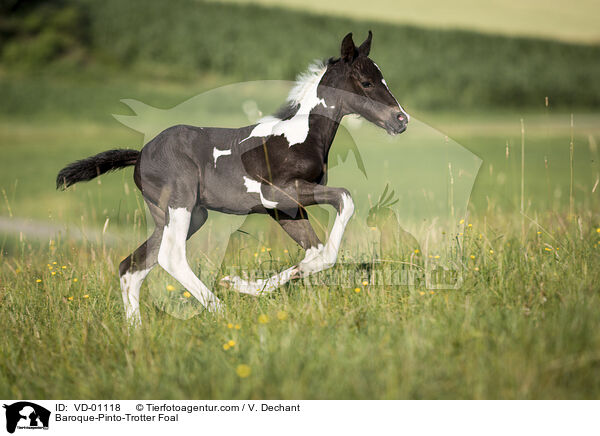 Barockpinto-Traber Fohlen / Baroque-Pinto-Trotter Foal / VD-01118