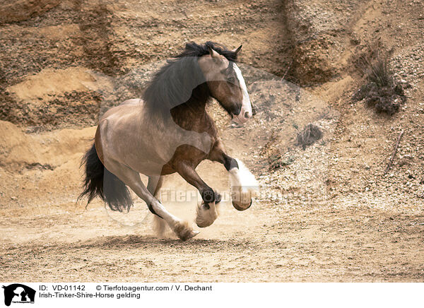 Irish-Tinker-Shire-Horse gelding / VD-01142