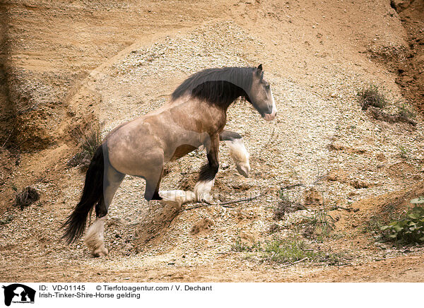 Irish-Tinker-Shire-Horse gelding / VD-01145