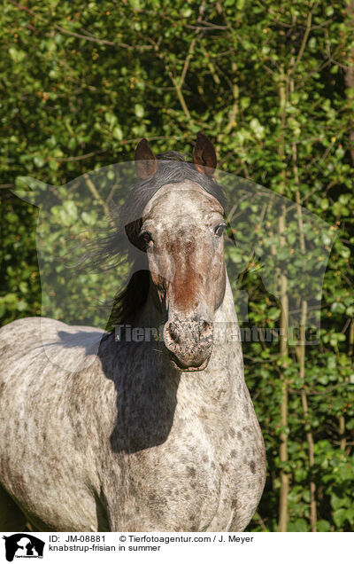 Knabstrupper-Friese im Sommer / knabstrup-frisian in summer / JM-08881