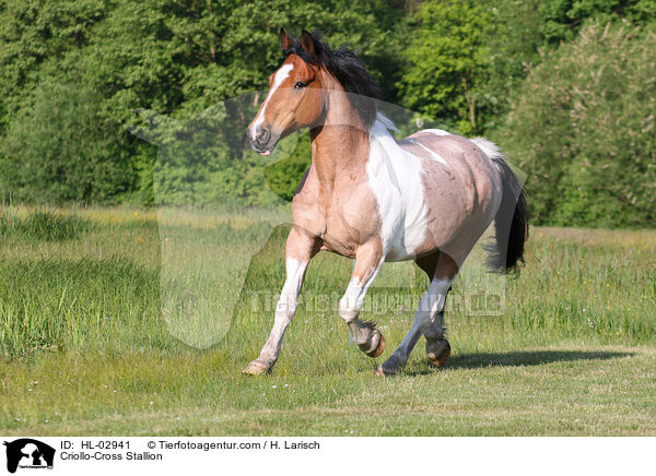 Criollo-Mix Hengst / Criollo-Cross Stallion / HL-02941