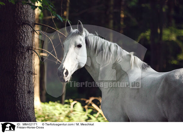 Friese-Mix / Frisian-Horse-Cross / MM-02171