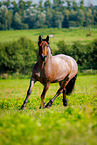 trotting Ardennes-Cross