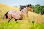 galloping Ardennes-Cross