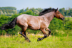 galloping Ardennes-Cross