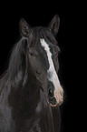 Portrait of a black mare with blaze