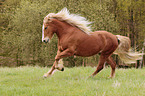 galloping Black-Forest-Horse-cross