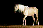 walking Haflinger-Cross