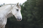 Lipizzan-Cross Portrait