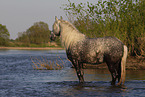 bathing Lipizzaner-Cross