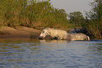 bathing Lipizzaner-Cross