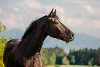 Frisian-Horse-Cross