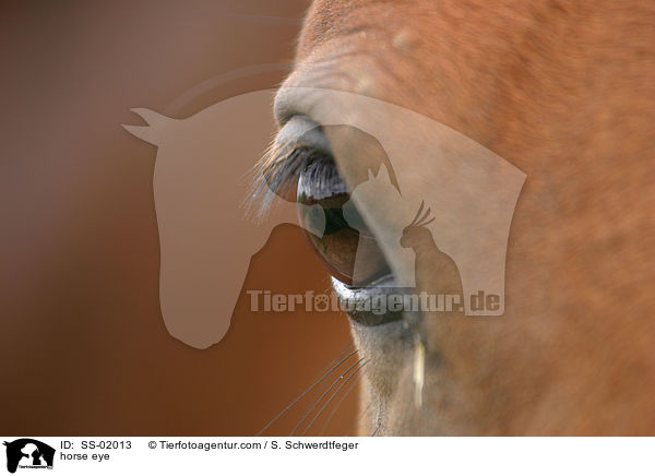 Pferdeauge / horse eye / SS-02013