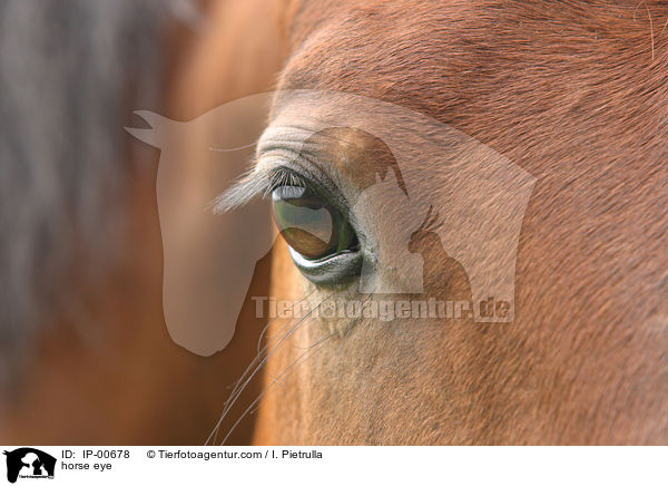 Pferdeauge / horse eye / IP-00678