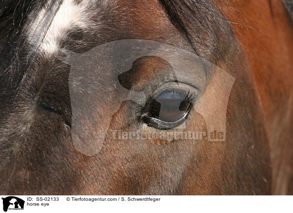 Pferdeauge / horse eye / SS-02133