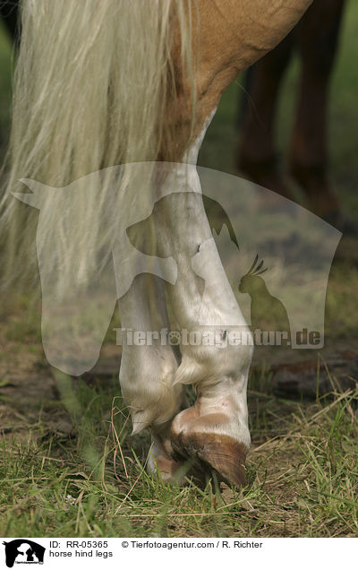 Pferd Hinterbeine / horse hind legs / RR-05365