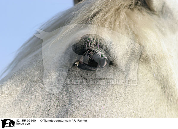 Pferdeauge / horse eye / RR-05460