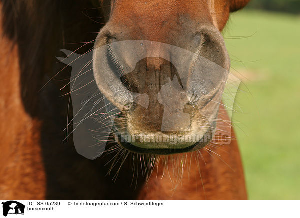 Pferdemaul / horsemouth / SS-05239