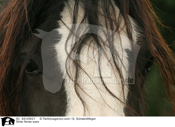 Shire Horse Augen / Shire Horse eyes / SS-05621