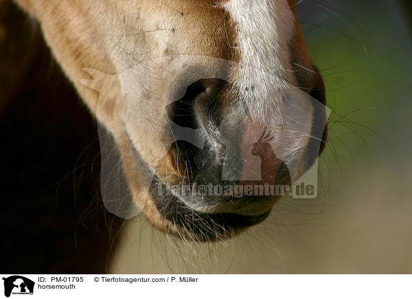 Pferdemaul / horsemouth / PM-01795