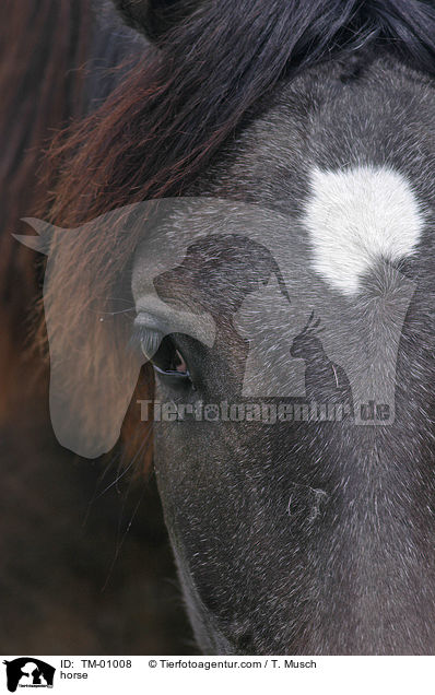 Pferd / horse / TM-01008