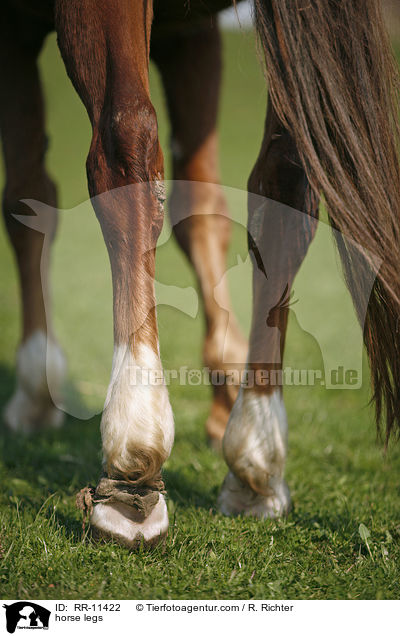 Pferdebeine / horse legs / RR-11422