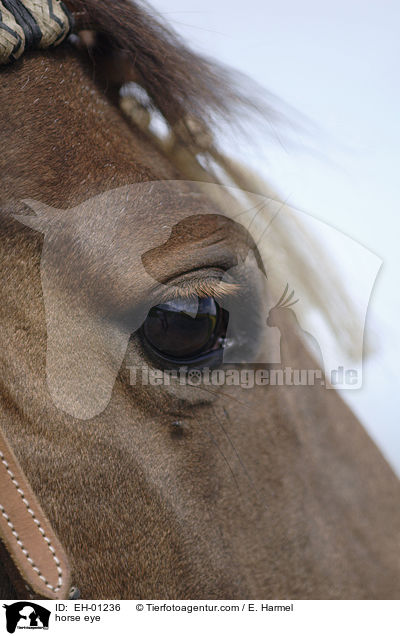 Pferdeauge / horse eye / EH-01236