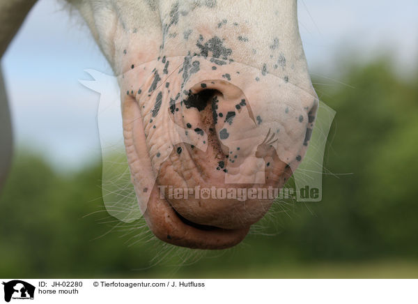 Pferdemaul / horse mouth / JH-02280