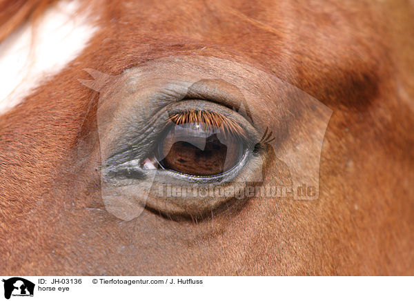 horse eye / JH-03136