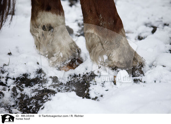 Pferdehuf / horse hoof / RR-35444