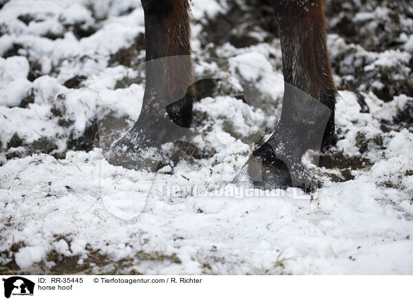 horse hoof / RR-35445