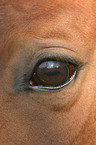 horse eye