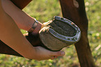 horsehoof