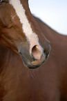 horsemouth