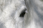 horse eye