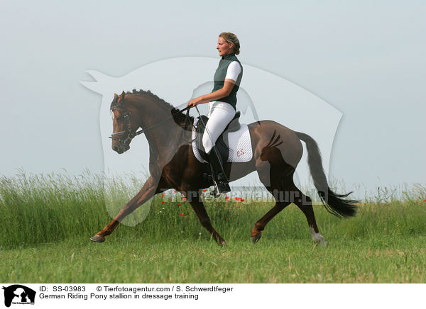 Reitponyhengst im Dressurtraining / Pony stallion in  dressage training / SS-03983
